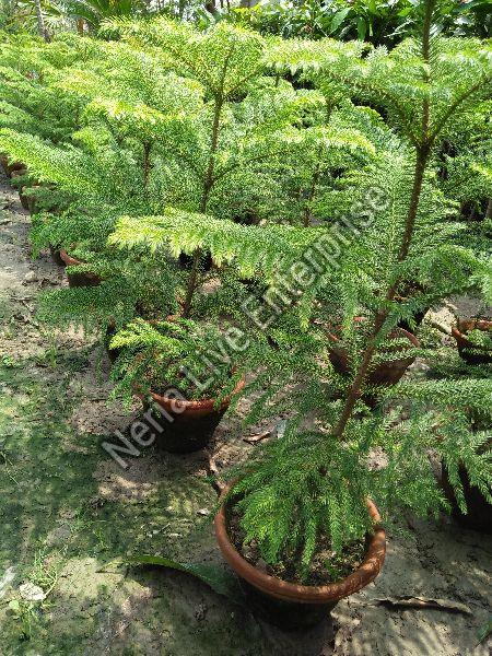 Pine Australian Trees, for Decoration, Gardening, Length : 0-10ft, 10 ...