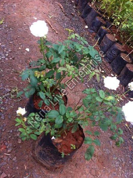 white rose plant