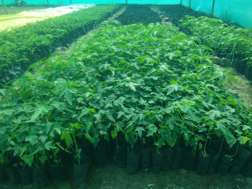 Desi Papaya Seedling Plant