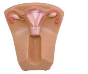 PVC IUD Female Nursing Manikin