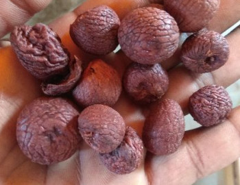 Raw Natural areca nut, Style : Dried