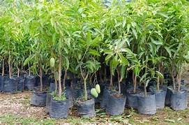Mango plants, for both, Color : Green