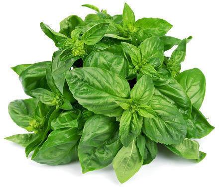 Organic Basil Leaves, for Culinary, Medicinal, Style : Natural