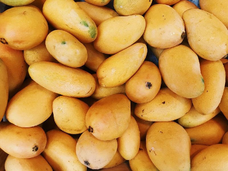 Malgova Mango