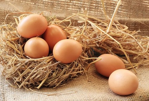 Fresh Brown Eggs, for Human Consumption
