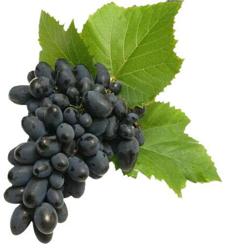 fresh black grapes