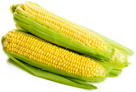 Fresh Corn, for Human Consumption, Packaging Size : 25kg