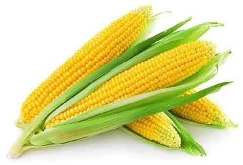 fresh maize