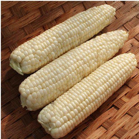 Fresh White Corn