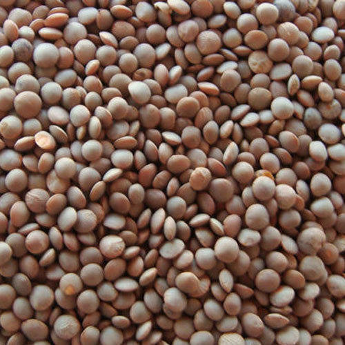 Brown Lentils