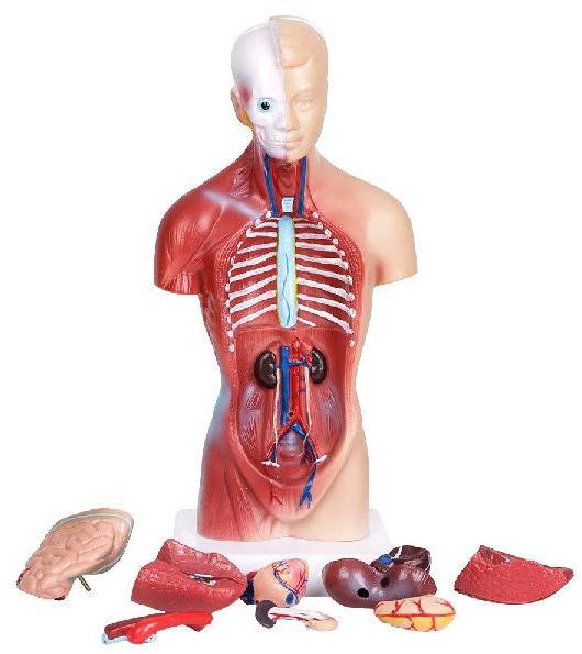 Anatomy Models