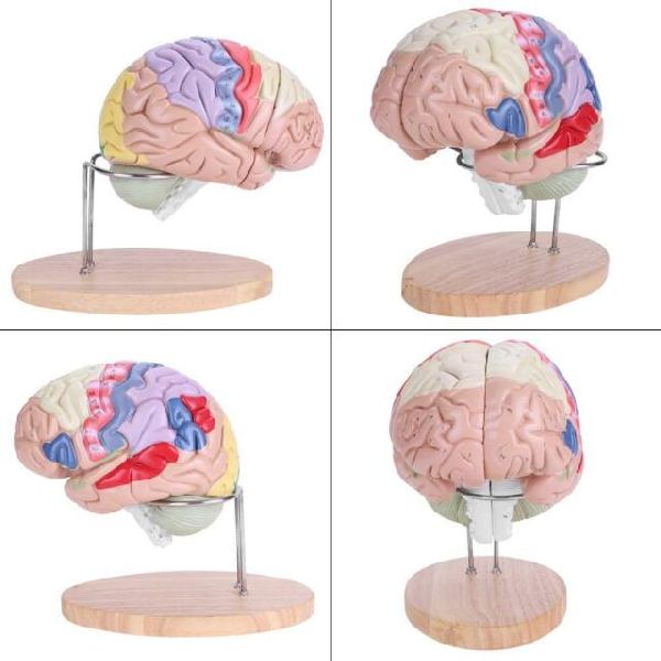 Brain Anatomy Model