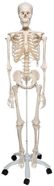 Bone Inlaid Human Skeleton Model, for Educational Use, Color : Creamy