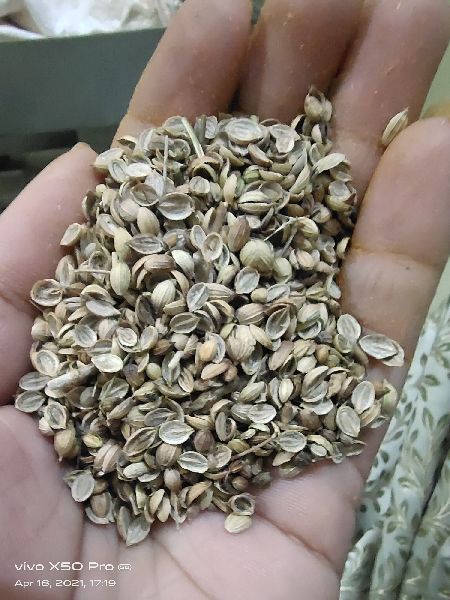 Organic coriander seeds, Packaging Type : Plastic Packet, Paper Box