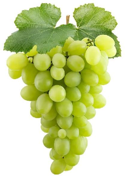 Organic Fresh Green Grapes, for Human Consumption, Certification : FSSAI Certified