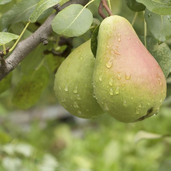 Organic Fresh Pear, for Human Consumption, Packaging Type : Jute Bag