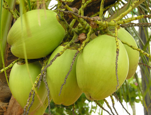 Organic Fresh Tender Coconut, for Good Taste, Healthy, Easily Affordable, Packaging Size : 40Kg, 50Kg