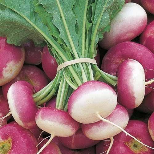 Fresh Turnip, for High In Protein