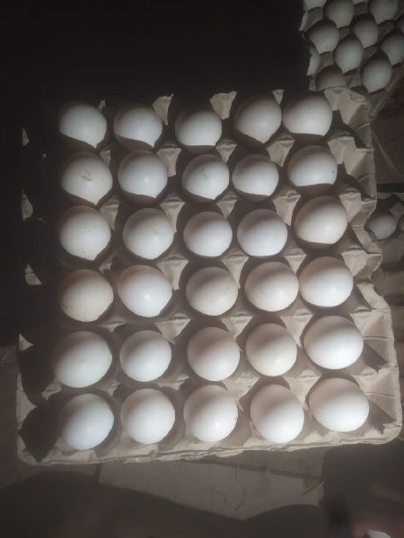 Country duck hatching eggs sale