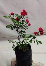Natural rose plants, Style : Fresh