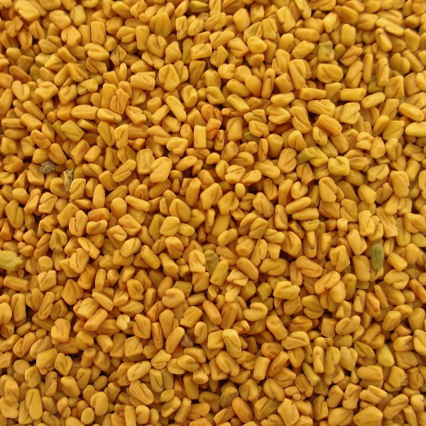 Raw Natural Fenugreek Seed, for Cooking, Spices, Food Medicine, Packaging Type : Gunney Bag, Jute Bag