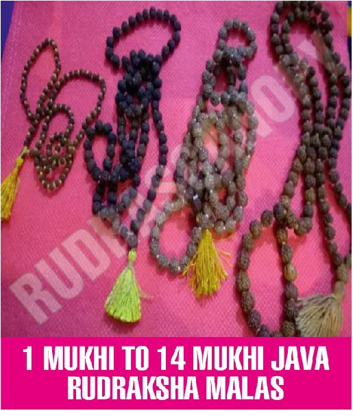 1 Mukhi To 14 Mukhi Java Rudraksha Mala