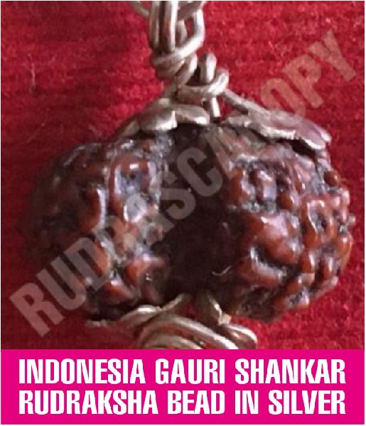 Rudrascanopy Indonesia Gauri Shankar Rudraksha, Certification : Online Certified
