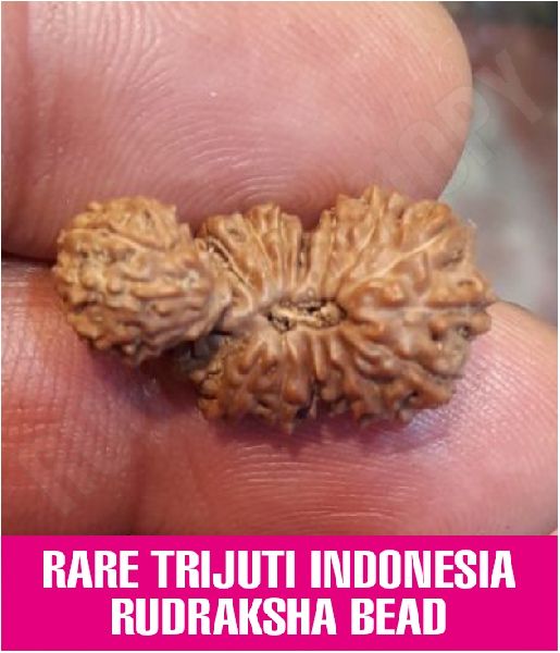 Rare Trijuti Indonesia Rudraksha