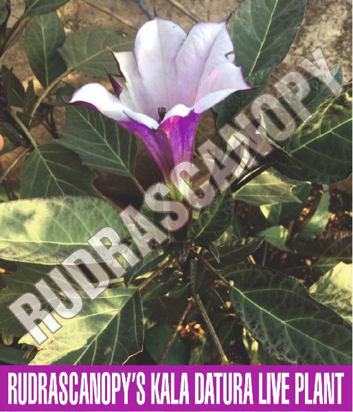 Kala Datura Live Plant