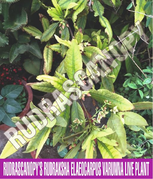 Green Rudrascanopy Rudraksha Live Plant