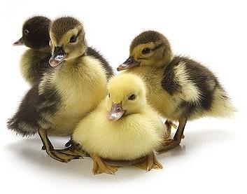 Duck Chicks, for Farming, Gender : Female, Male