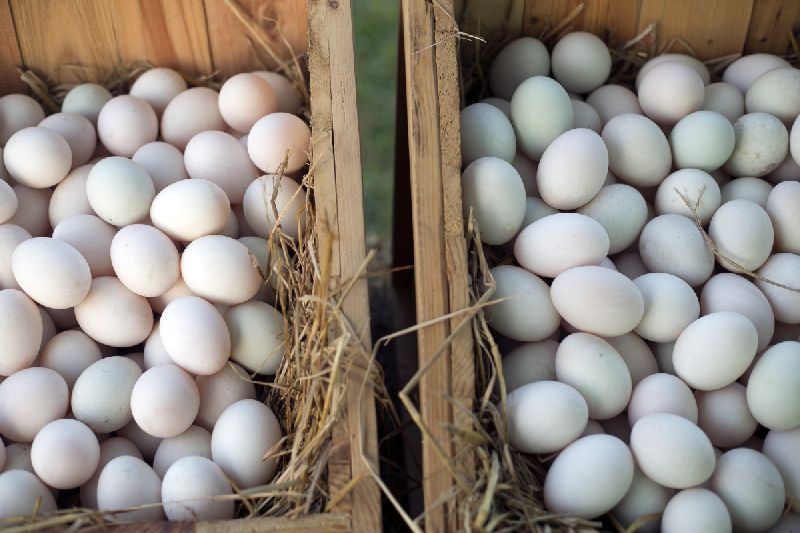 eating duck eggs, Color : Brown, Creamy - Akshya Duck Products