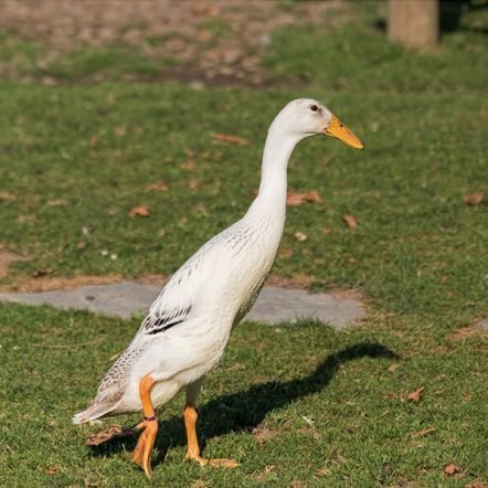 Indian Runner Ducks, Color : Color