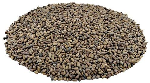  Cassia Tora Seeds, Packaging Type : Jute Bag