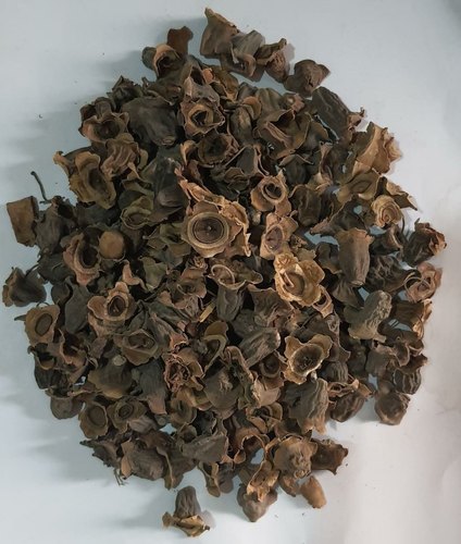 Orgherb Kumbhi Herb