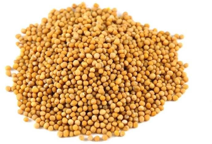 Natural yellow mustard seeds, for Cooking, Grade Standard : Food Grade
