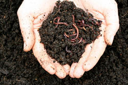 Organic Earthworm Fertilizer, for Agriculture, Packaging Type : Plastic Bag