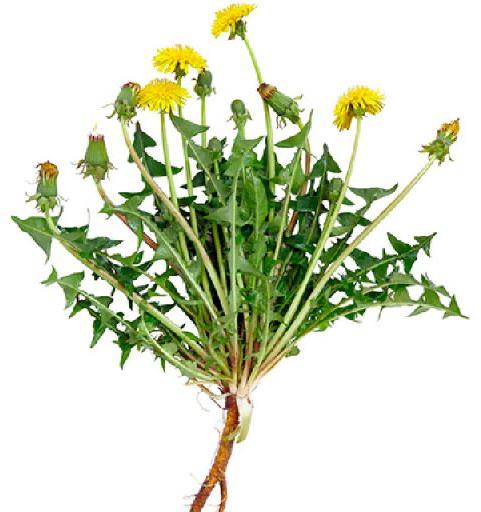 Dandelion Root, Botanical Name : Taraxacum Officinale