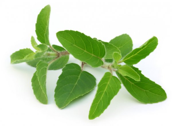 Tulsi Leaves