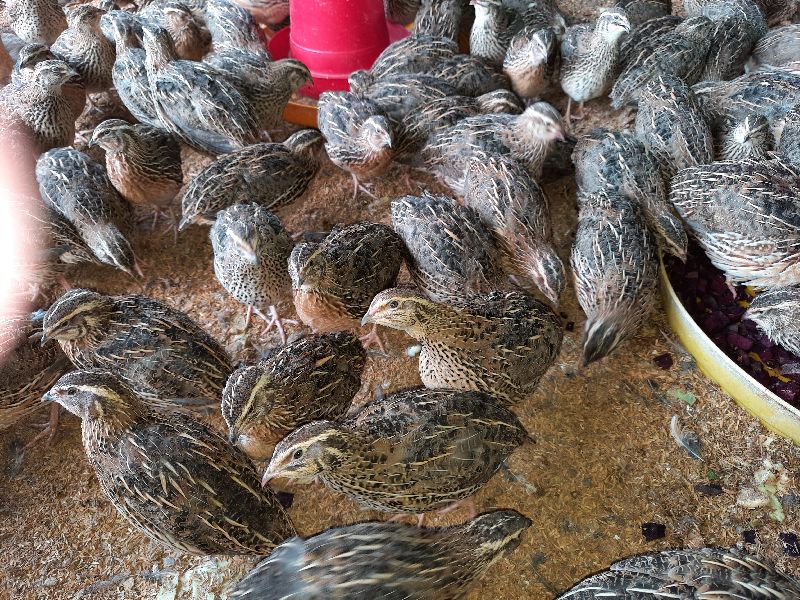 Live Teetar Bird, INR 50 / Piece by Dileep quail form from Bangalore