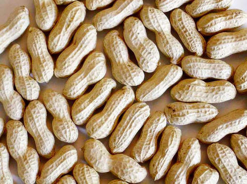 Organic Shelled Peanuts, Shelf Life : 3 Months