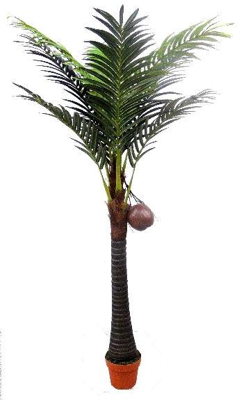 Natural coconut plant