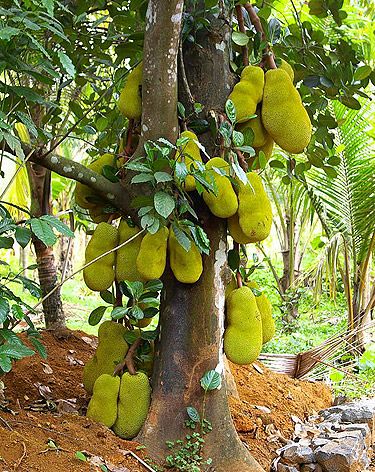 Jackfruit Plant, for Plantation, Length : 3-6Ft