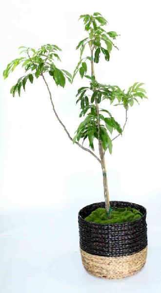 Litchi Plant, for Agriculture, Nursery Use, Length : 10-20ft