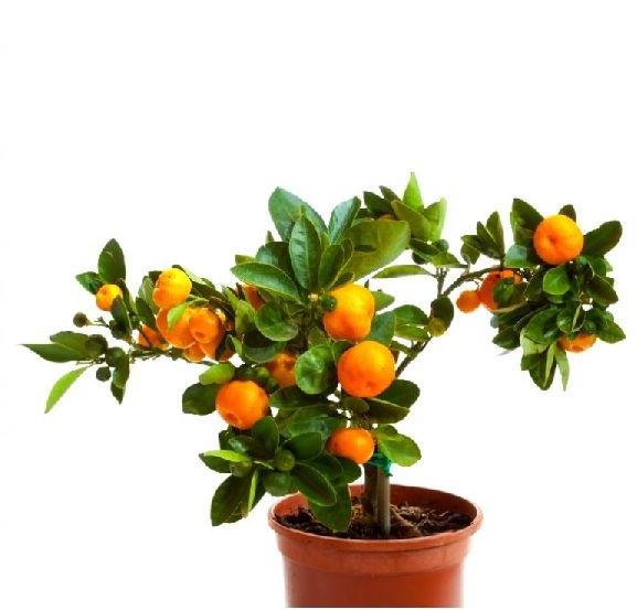 orange plant