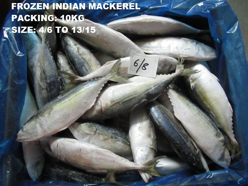 Frozen Indian Mackerel Fish