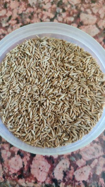 Machine Cut Cumin Seed, for Cooking, Spices, Food Medicine, Certification : Import/Export Certificate