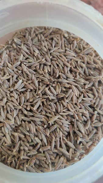 Natural Raw Cumin Seed European 99%, for Cooking, Spices, Food Medicine, Cosmetics, Form : Solid