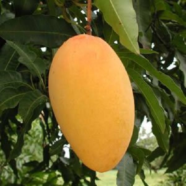 Amrapali Mango