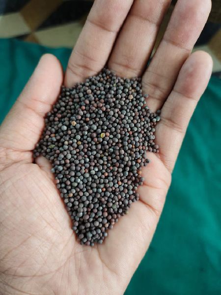 Natural black mustard seeds, for Spices, Grade Standard : Food Grade